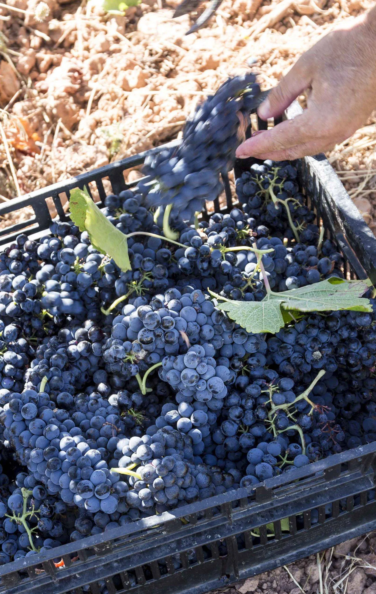 Le terroir de la cuvée Rouge 2025