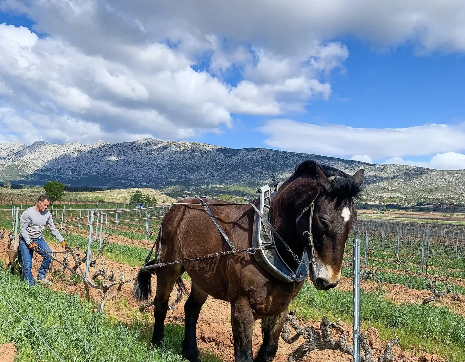 Le cheval au travail dans les rangs, la Sainte-Victoire en fond