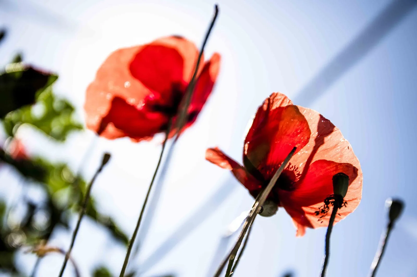 Coquelicots à contre-jour dans les vignes