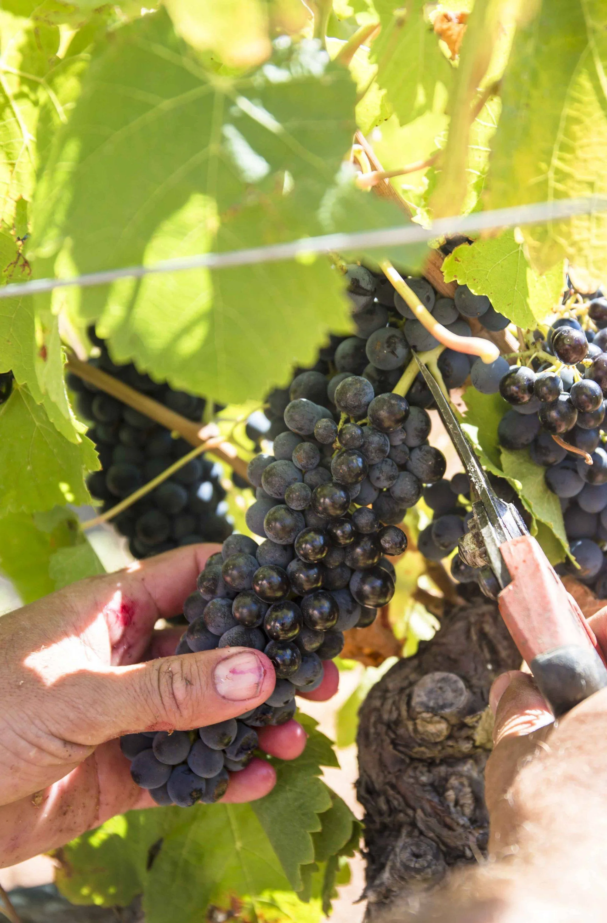 Le terroir de la cuvée Rouge Parcellaire 2020