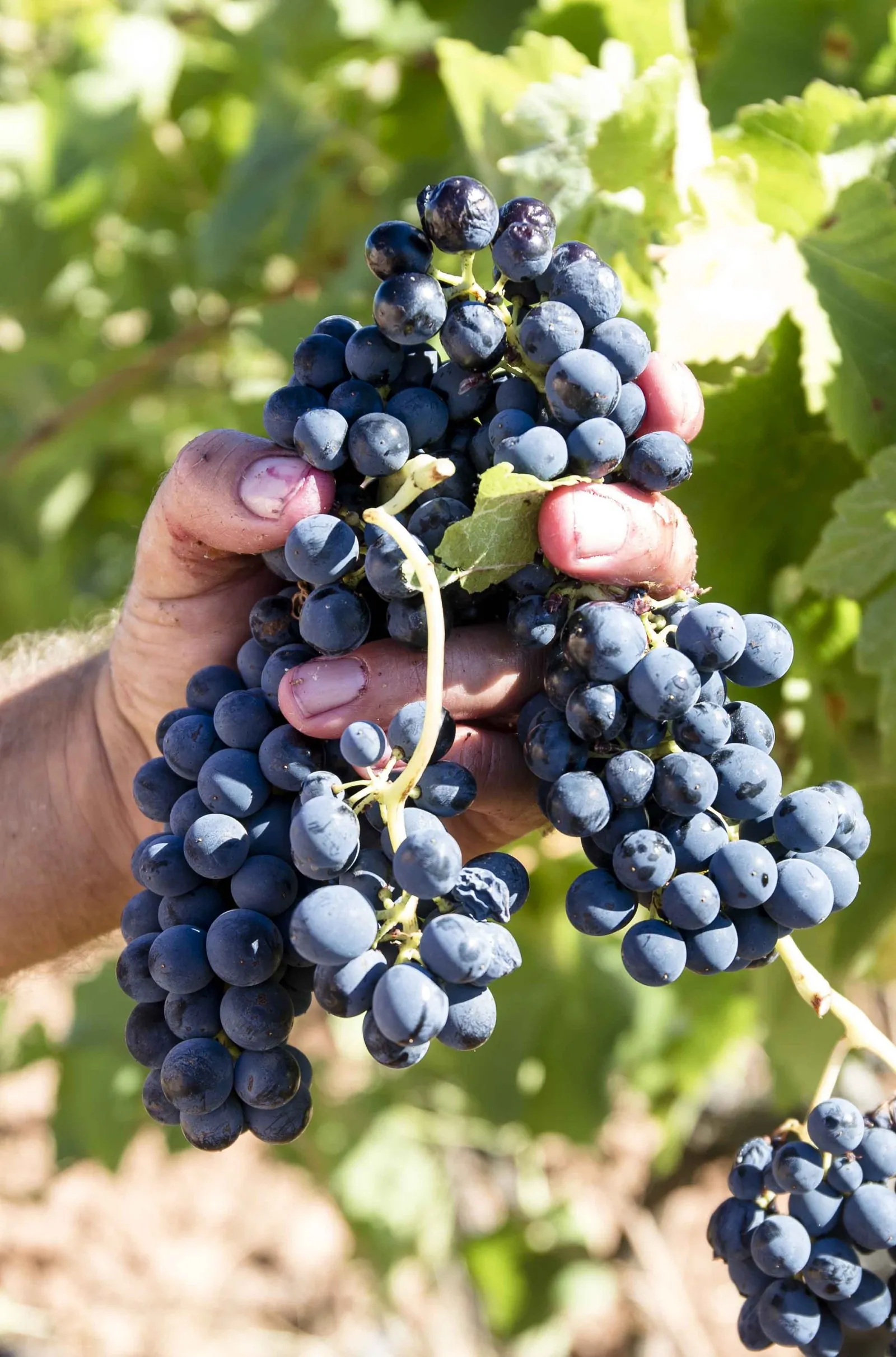 Une main tenant une grappe pendant les vendanges
