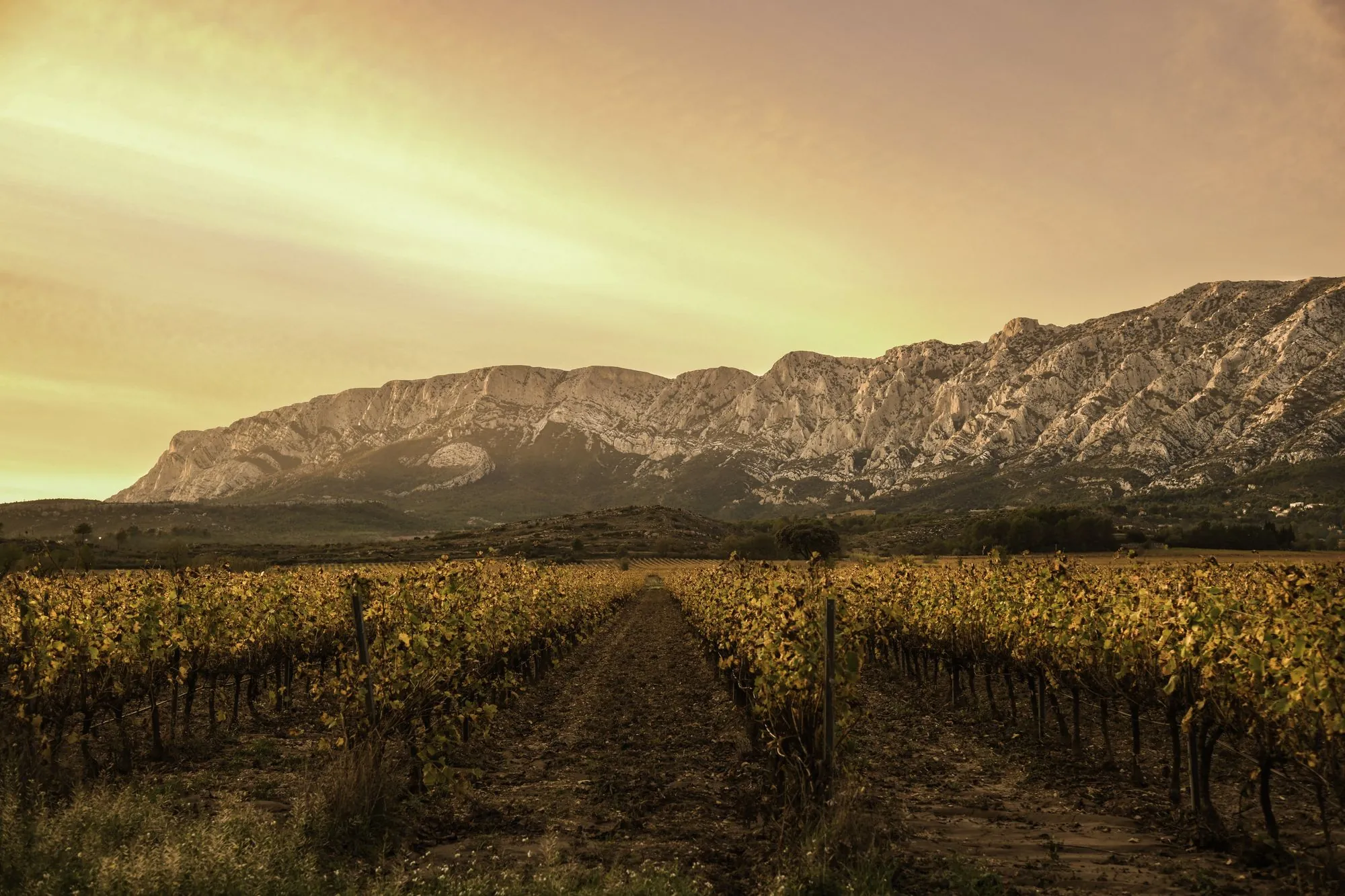 Le terroir de la cuvée Rosé Parcellaire 2025