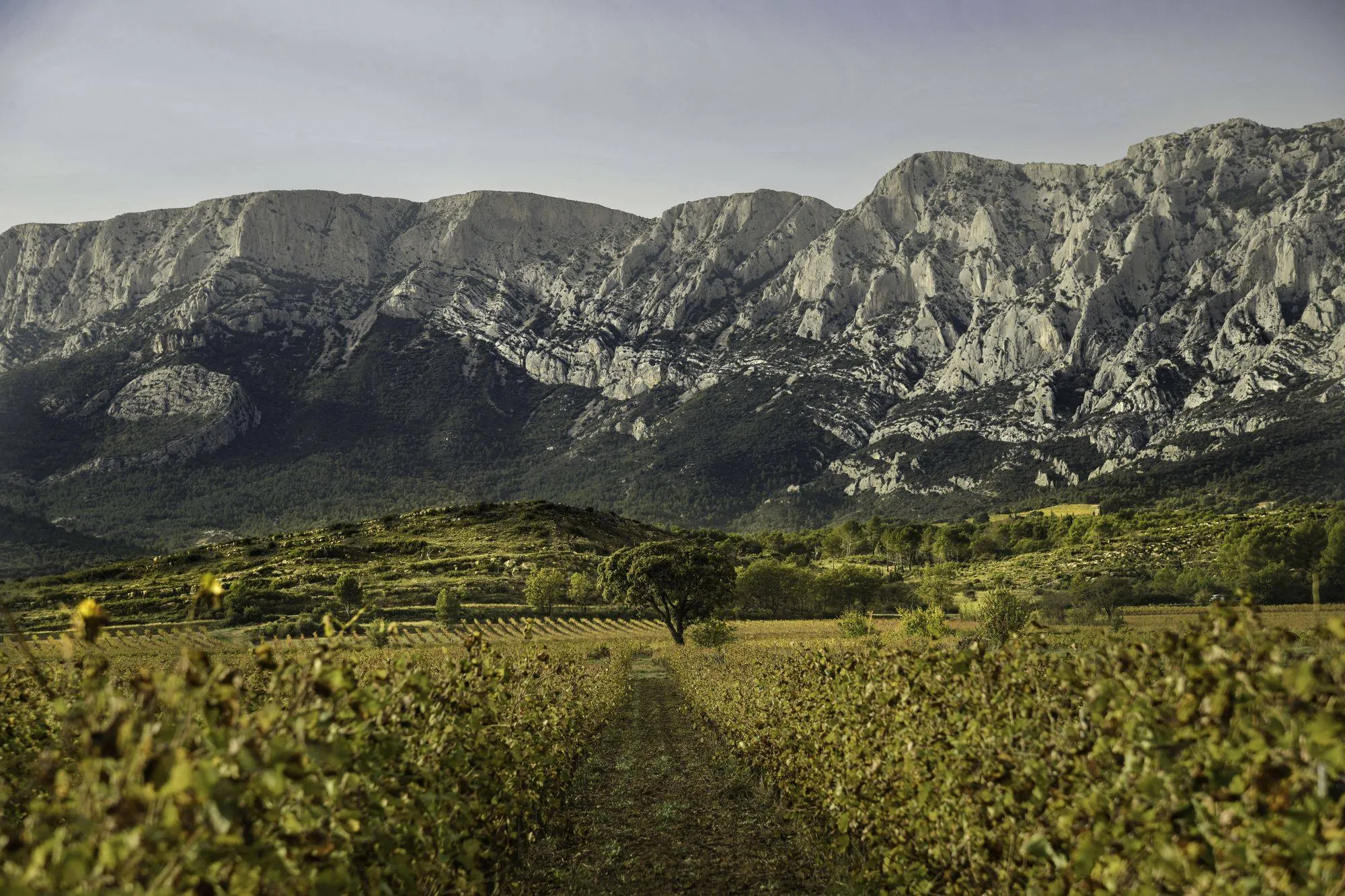 La Sainte-Victoire au-dessus des vignes du domaine